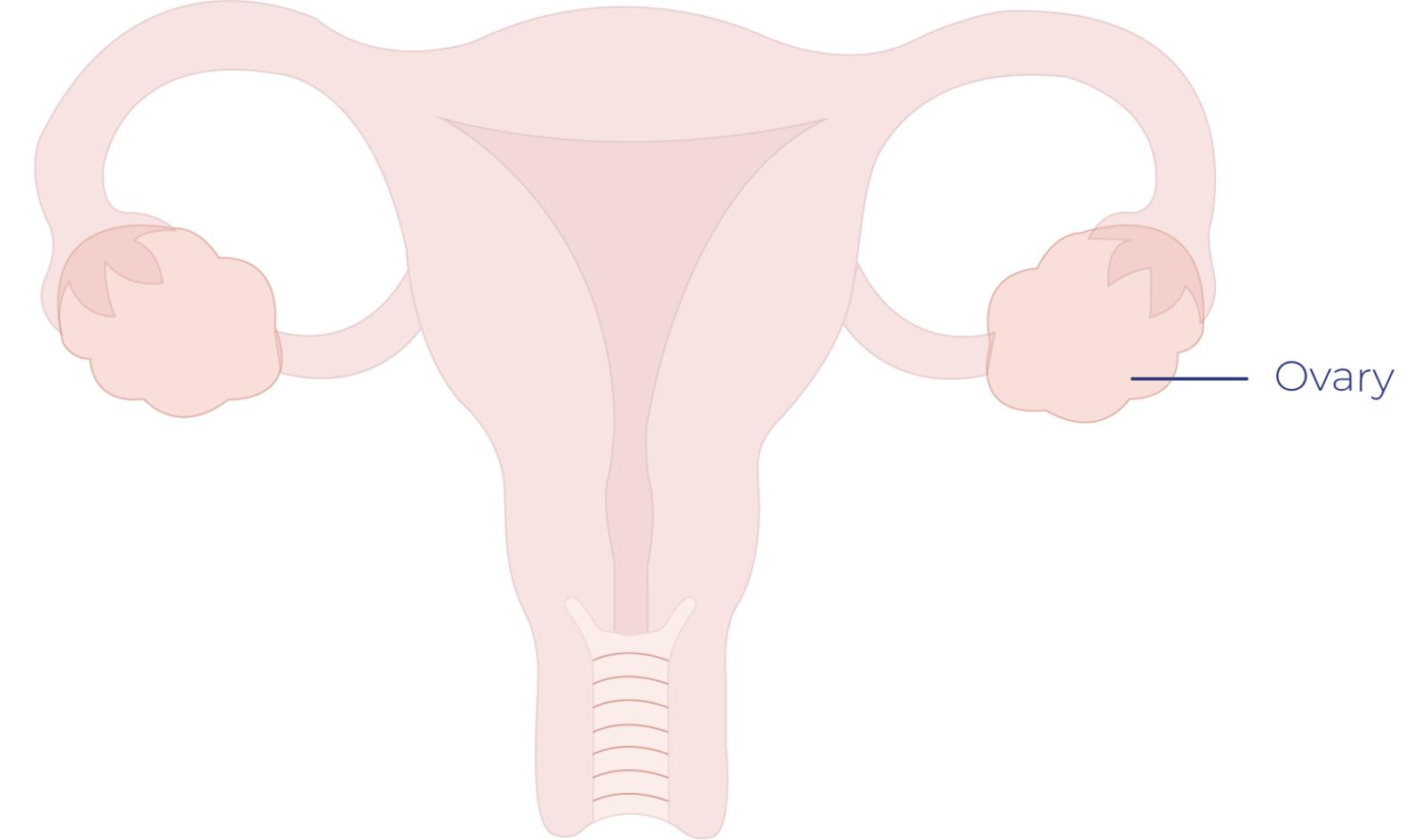 Ovarian Cancer – Talk Peach